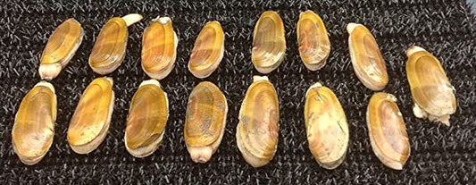 A great haul of clams collected with clam bags.