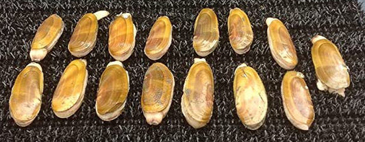 A great haul of clams collected with clam bags. 